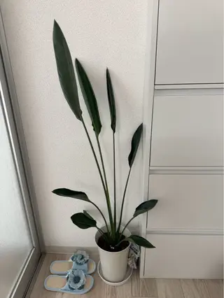 salon　merci　(メルシー)鳳支店所属・salon merci鳳のエステ・リラクイメージ