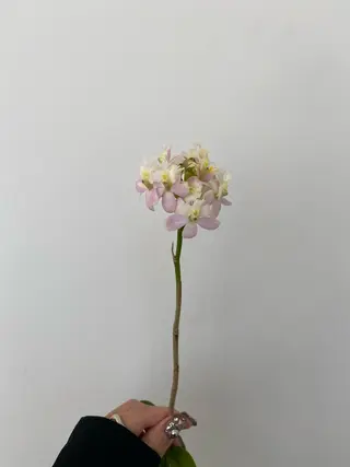 🌻花屋併設🌻濱 幸帆のヘアスタイル