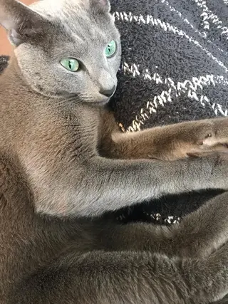 ショート カラー パーマ ヘアアレンジ メンズ キッズ ネイル マツエク・マツパ アイブロウ アニメ,Vオタク× 即効痩せエステサロンのエステ・リラクイメージ