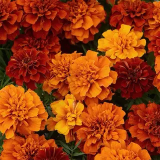 Iwasaki Nene☾店長のマツエク・マツパデザイン