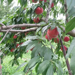 マツエク・マツパ sara 荒井店のヘアスタイル