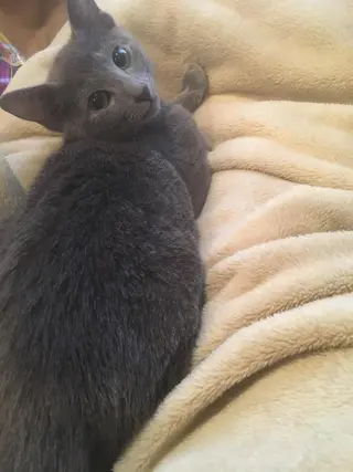 ショート アニメ,Vオタク× 即効痩せエステサロンのエステ・リラクイメージ