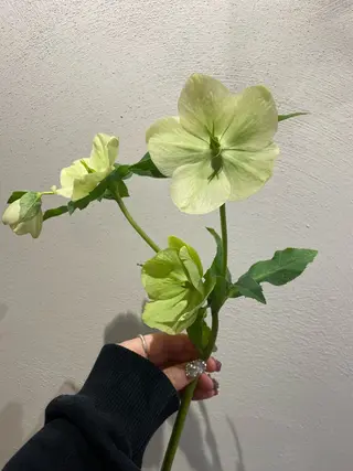 🌻花屋併設🌻濱 幸帆のヘアスタイル