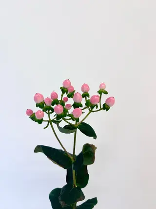 暖色カラー/ ヘアセット🌛櫻井舞のヘアスタイル