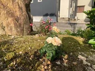 山嵜 まりこのエステ・リラクイメージ