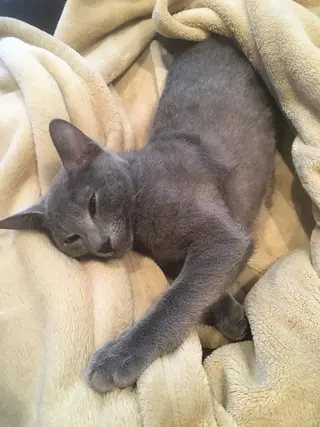 ショート カラー パーマ ヘアアレンジ メンズ キッズ ネイル マツエク・マツパ アニメ,Vオタク× 即効痩せエステサロンのエステ・リラクイメージ