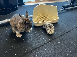 マツエク・マツパ Fukushi/ 自由が丘quint;のマツエク・マツパデザイン