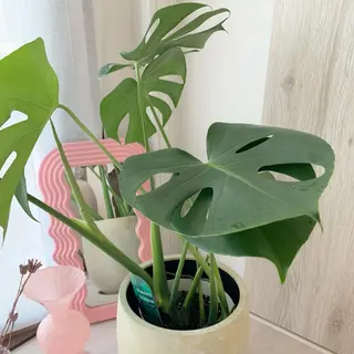 マツエク・マツパ Amy エイミーのマツエク・マツパデザイン