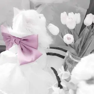 【バスト専門店 】 Kiana のエステ・リラクイメージ