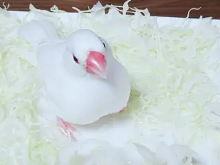 g*rossa高橋 くみこのエステ・リラクイメージ