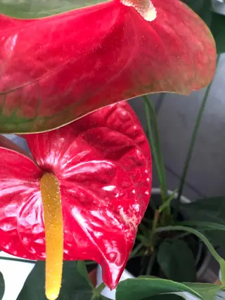 FLEUR大阪・美容 整体・痩身・小顔のエステ・リラクイメージ