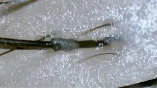 薄毛ケア/痒みケア オガワシンペイのヘアスタイル