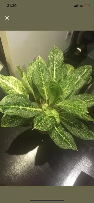 Mandarin Orange所属・毛穴から始める肌メン テマンダリンオレンジのエステ・リラクイメージ