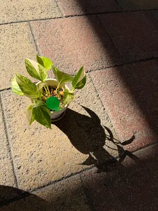 nail salon  ∞ mikanal ∞所属・nailsalon ∞ ﾐｶﾅﾙ ∞のネイルデザイン