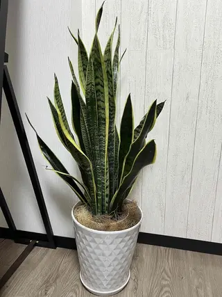 メンズ キッズ メンズ脱毛　FELISSE【フェリッセ】所属・メンズ脱毛フェリッセ /男女🆗キッズ🆗のエステ・リラクイメージ