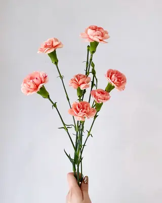 🪻花屋併設🪻秀島 有紀のヘアスタイル