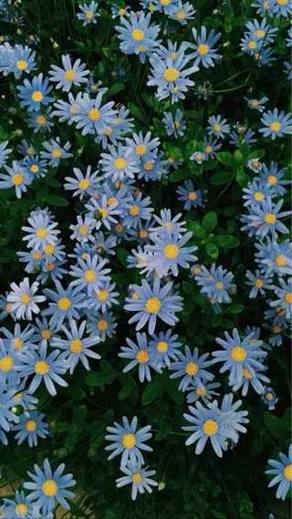 オト/レイヤー/ Wカラーのヘアスタイル