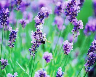 田中 実咲のヘアスタイル