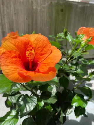 Mandarin Orange所属・毛穴から始める肌メン テマンダリンオレンジのエステ・リラクイメージ