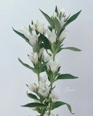 🌻花屋併設🌻濱 幸帆のヘアスタイル