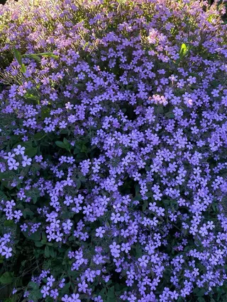 オト/レイヤー/ Wカラーのヘアスタイル