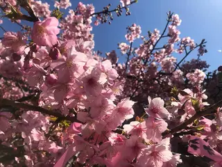 basico  のエステ・リラクイメージ