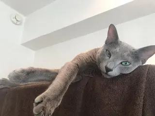 ショート カラー パーマ ヘアアレンジ メンズ キッズ ネイル マツエク・マツパ アニメ,Vオタク× 即効痩せエステサロンのエステ・リラクイメージ