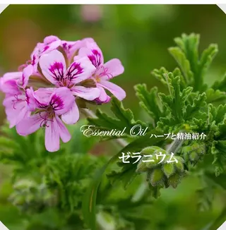 香りの家ローズマリー 🌿アロマリンパのエステ・リラクイメージ