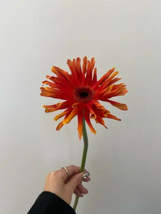 🌻花屋併設🌻濱 幸帆のヘアスタイル