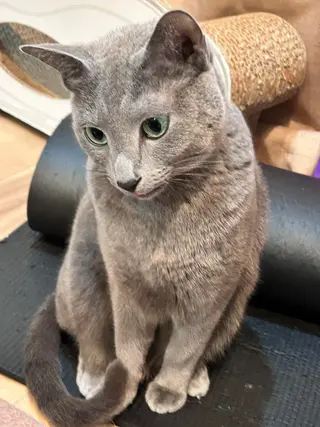 ショート カラー パーマ ヘアアレンジ メンズ キッズ ネイル マツエク・マツパ アイブロウ アニメ,Vオタク× 即効痩せエステサロンのエステ・リラクイメージ