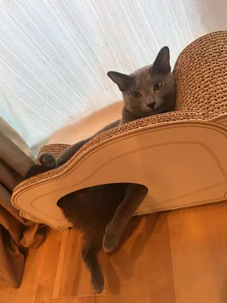 ショート カラー パーマ ヘアアレンジ メンズ キッズ ネイル マツエク・マツパ アニメ,Vオタク× 即効痩せエステサロンのエステ・リラクイメージ