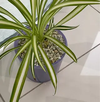 eyes cream所属・まつ毛と眉毛のおみせ 🪄なんばのマツエク・マツパデザイン