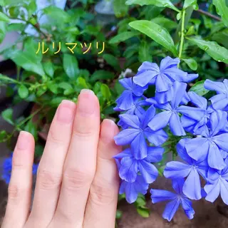 メンズ ネイル ハンドケア&ネイルケア桃の木所属・ケアリスト🍀 マリユキのネイルデザイン