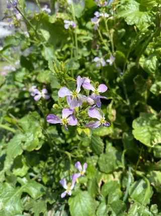 モダーン北鎌倉所属・中溝 アカリのヘアスタイル