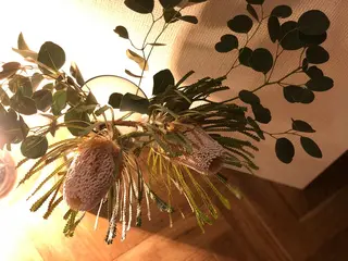 マツエク・マツパ eyelash ukのマツエク・マツパデザイン