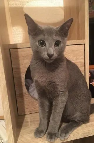 ショート カラー パーマ ヘアアレンジ メンズ キッズ ネイル マツエク・マツパ アニメ,Vオタク× 即効痩せエステサロンのエステ・リラクイメージ