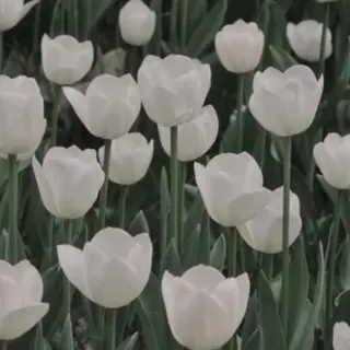 マツエク・マツパ アイブロウ Bliss eyes canele【ブリスアイズカヌレ】所属・Bliss eyes 都島/ CHIKAの眉毛・アイブロウイメージ