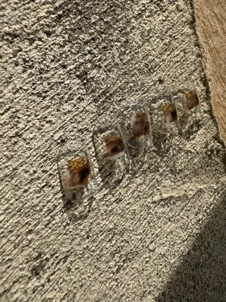 ネイル Angelique 本店 織田のネイルデザイン