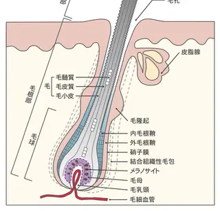 mimośa. EyeDesignのマツエク・マツパデザイン