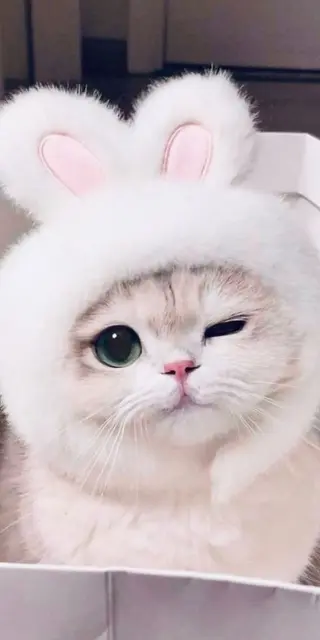 マツエク・マツパ eyelist. mizuki🐈⬛の眉毛・アイブロウイメージ