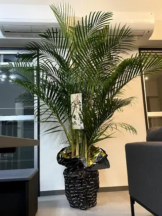 韓国アイドルまつげ ❤️LUSHLASHのマツエク・マツパデザイン