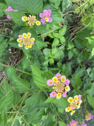 モダーン北鎌倉所属・中溝 アカリのヘアスタイル
