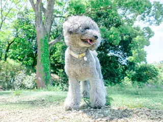 ネイル Lélia nail Himariのネイルデザイン