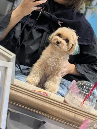 ripero所属・亀井 太一のヘアスタイル
