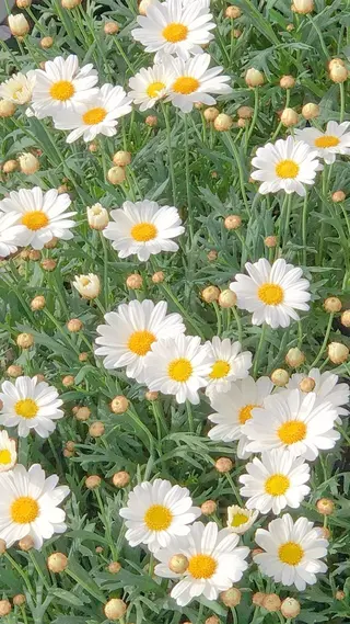 オト/レイヤー/ Wカラーのヘアスタイル