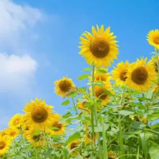 豊胸級バスト術🌻 エステサロン向日葵のエステ・リラクイメージ