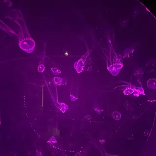 マツエク・マツパ KURUMI🦋 まつエクまつパ美眉のマツエク・マツパデザイン