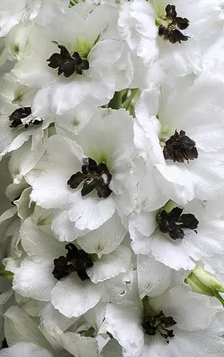 nail atelier  new moon所属・森 貴子のネイルデザイン