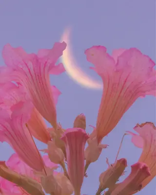 🦋透明感カラー🦋 CHIHARUのヘアスタイル