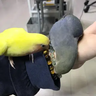 CHERIMO【lalaLaLa】所属・CHERIMO シェリモのネイルデザイン